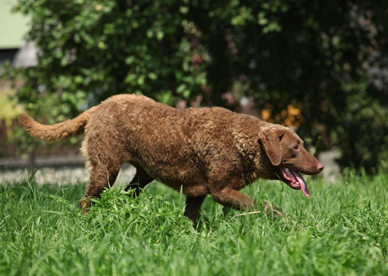 Chesapeake Bay Retriever