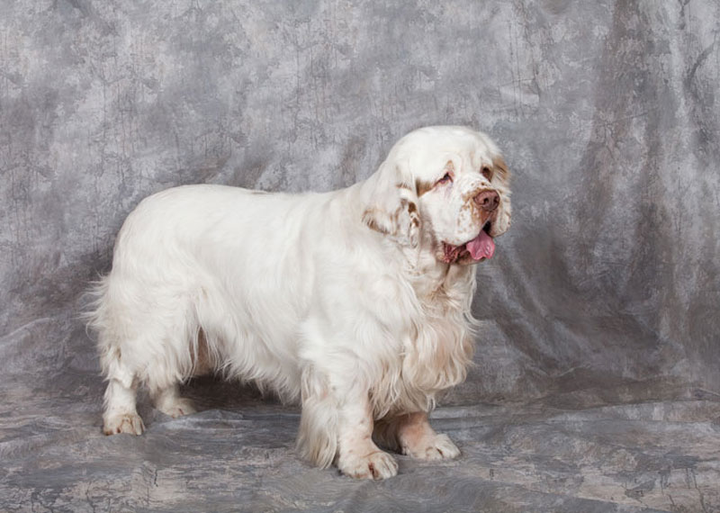 Clumber Spaniel