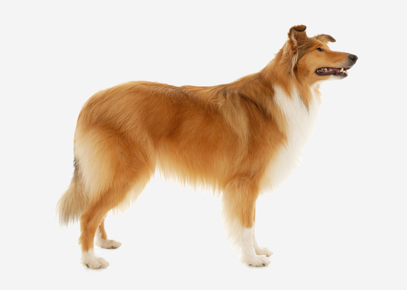 Rough Collie