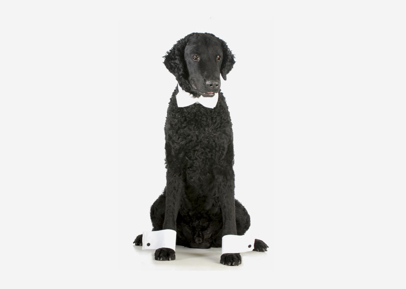 Curly Coated Retriever