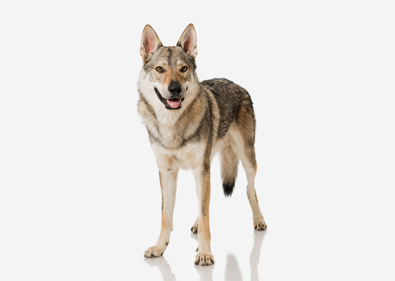 Czechoslovakian Wolfdog