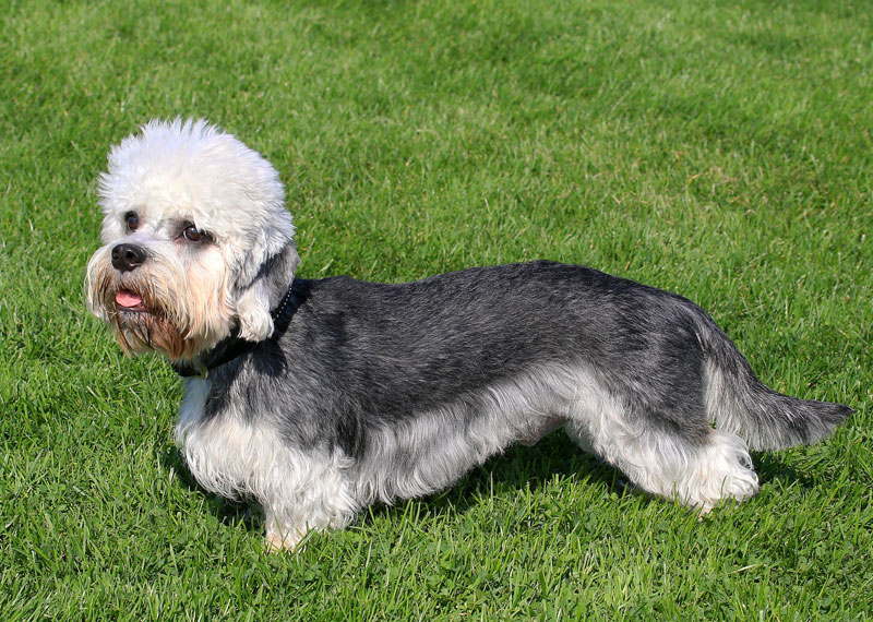 Dandie Dinmont Terrier