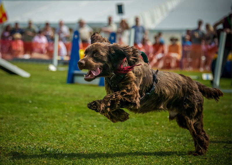 Field Spaniel