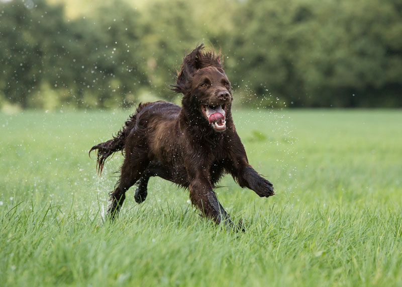 German Longhaired Pointer