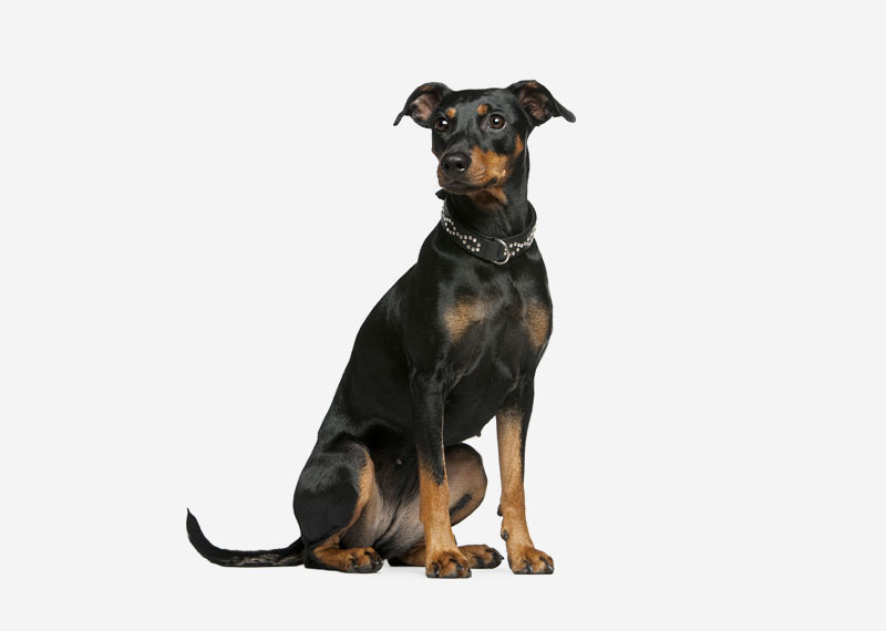 German Pinscher