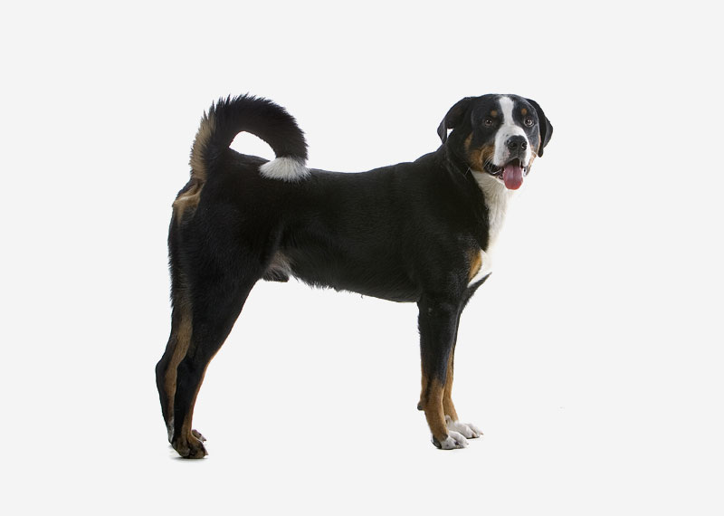 Greater Swiss Mountain Dog