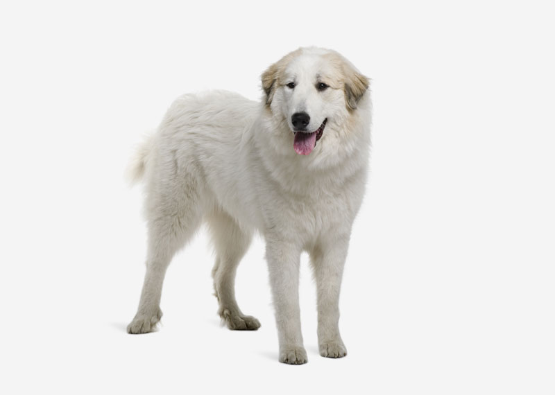 Great Pyrenees