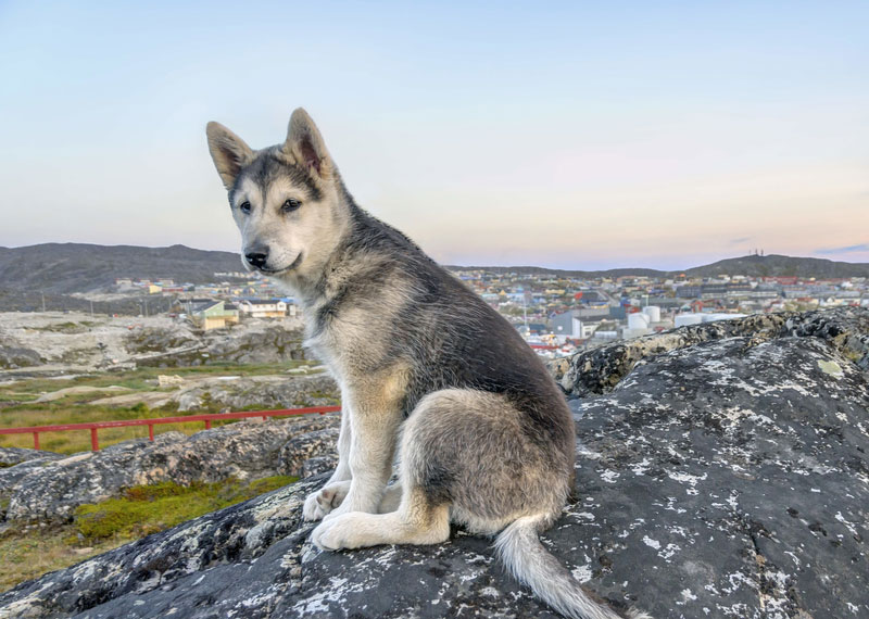 Greenland Dog