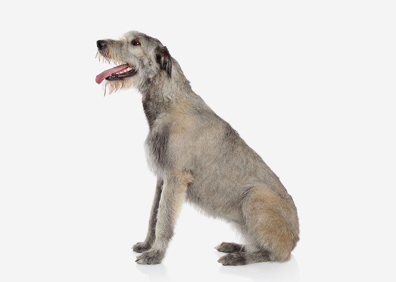 Irish Wolfhound