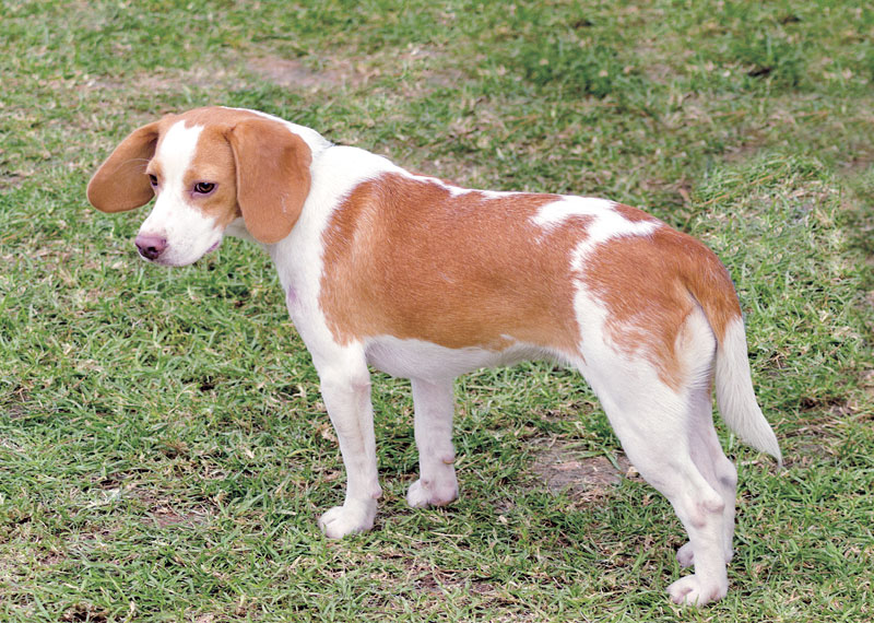 Istrian Shorthaired Hound