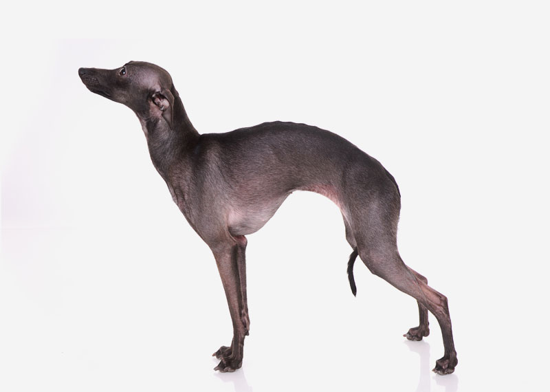 Italian Greyhound