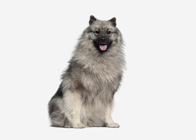 Keeshond