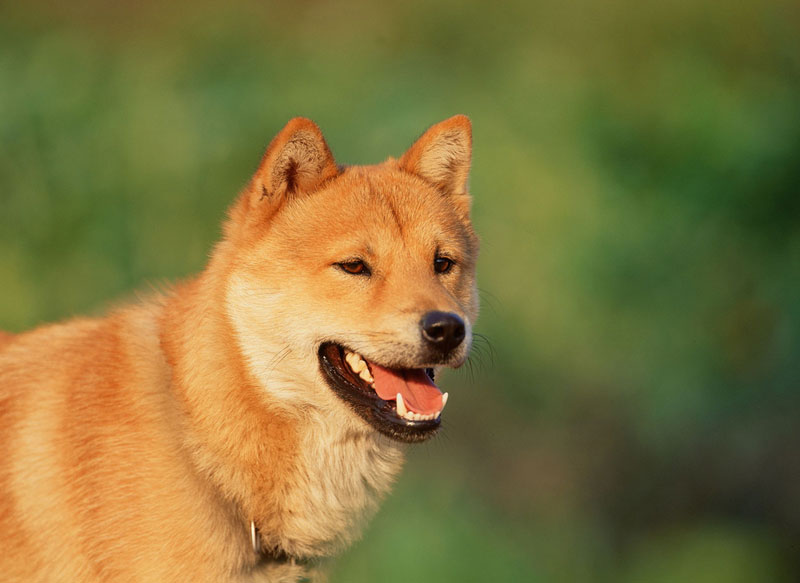 Korean Jindo Dog