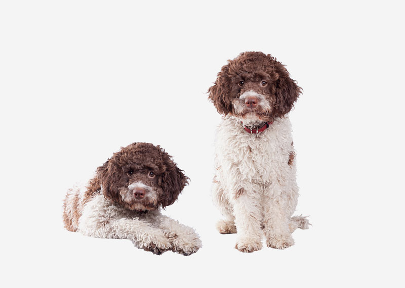 Lagotto Romagnolo