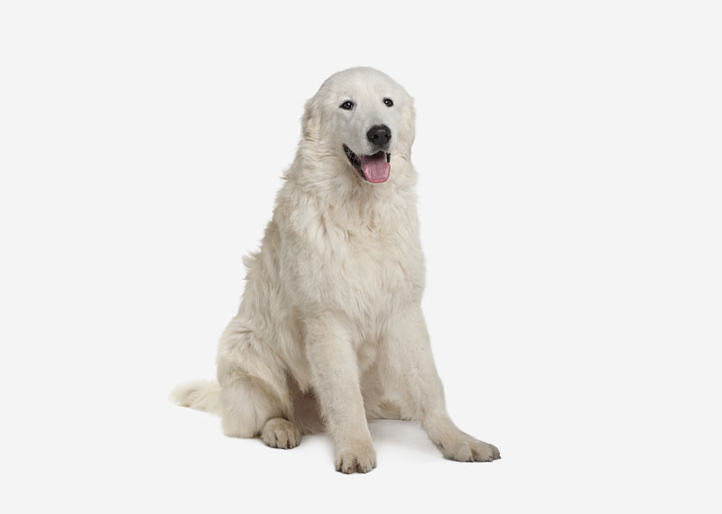 Maremma Sheepdog