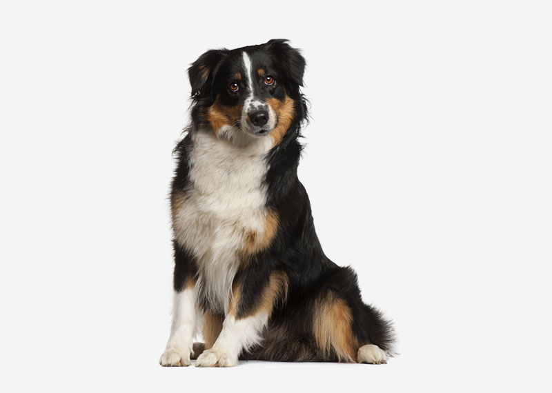 Miniature Australian Shepherd