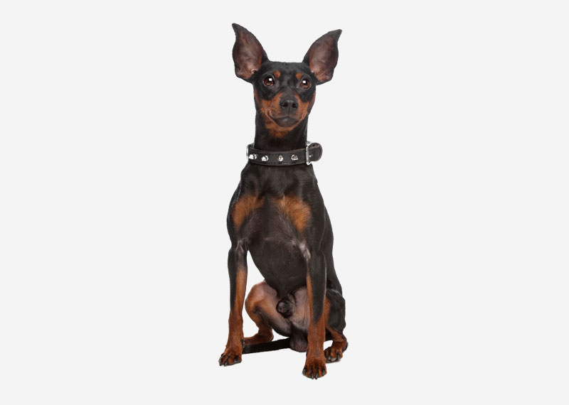 Miniature Pinscher