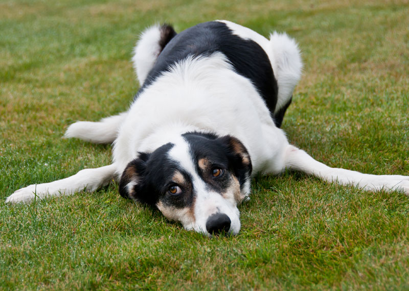 New Zealand Heading Dog