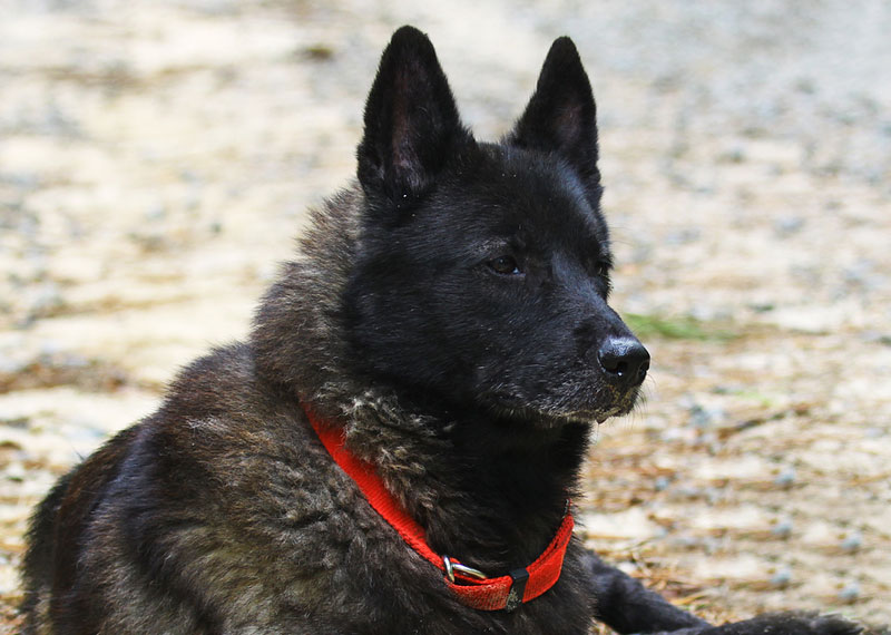 Norwegian Elkhound