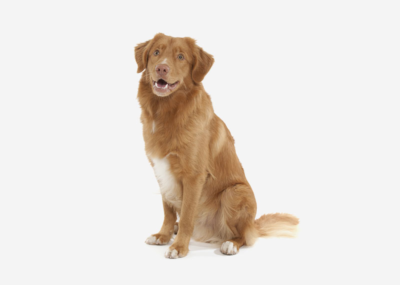 Nova Scotia Duck Tolling Retriever