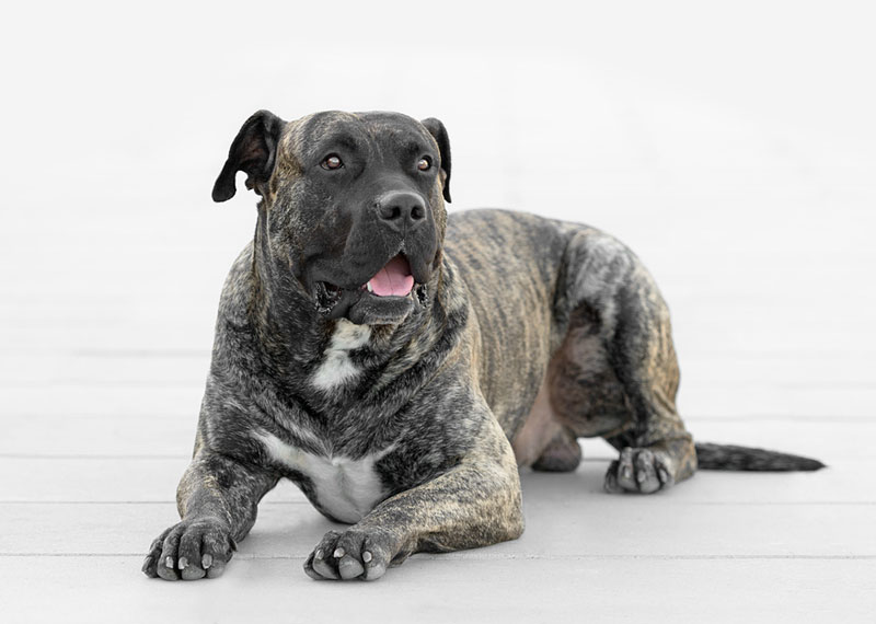 Perro de Presa Canario