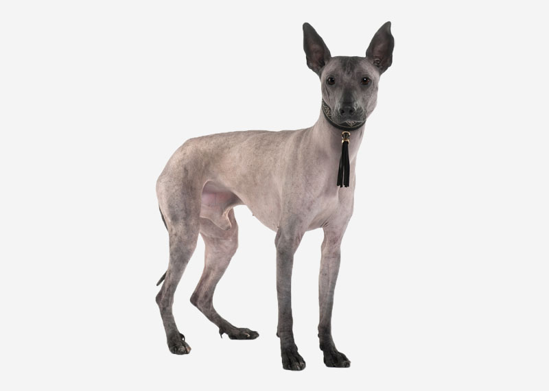 Peruvian Hairless Dog