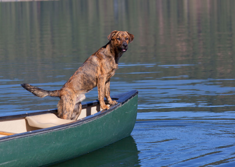 Plott Hound