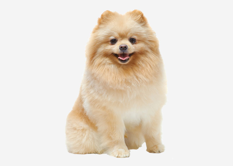 Pomeranian