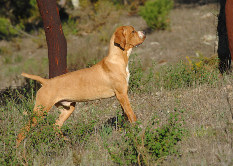 Portuguese Pointer