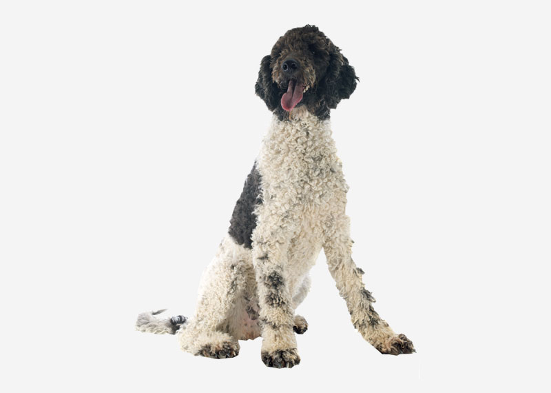 Portuguese Water Dog