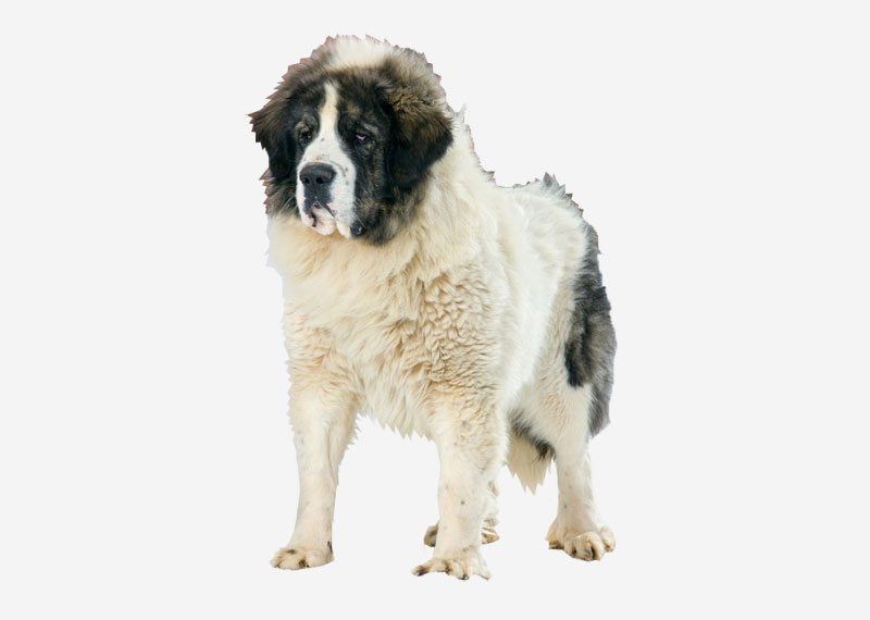 Pyrenean Mastiff