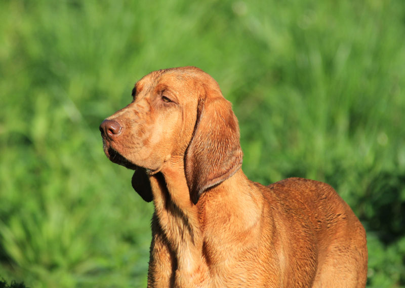 Redbone Coonhound