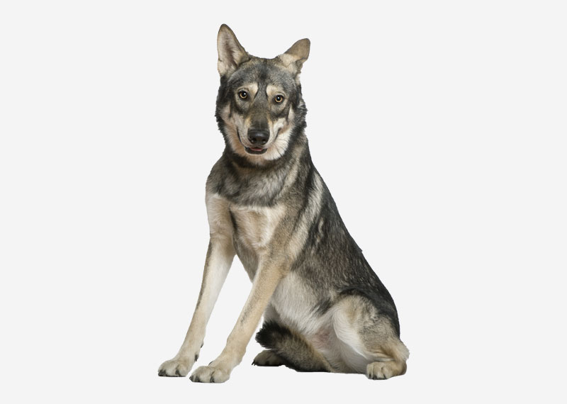 Saarloos wolfdog