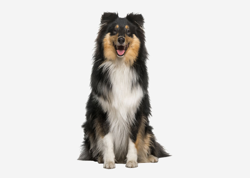 Scotch Collie