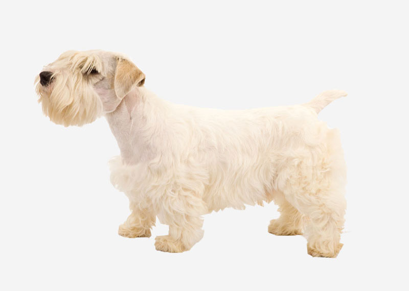 Sealyham Terrier