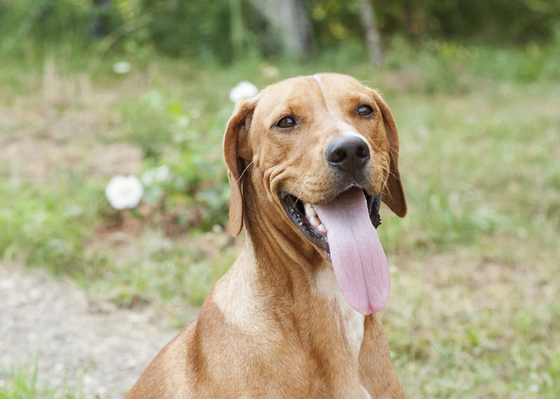 Serbian Hound