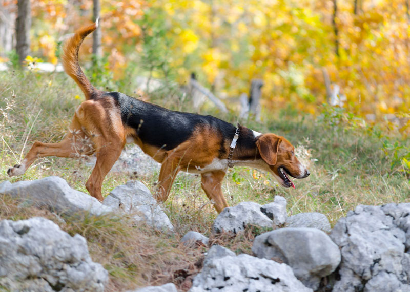 Serbian Tricolour Hound