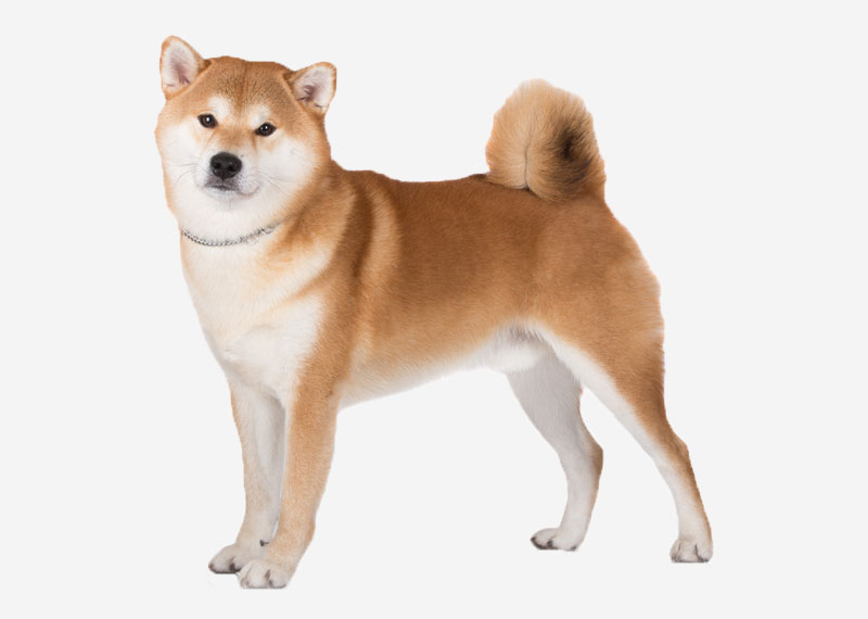 Shiba Inu