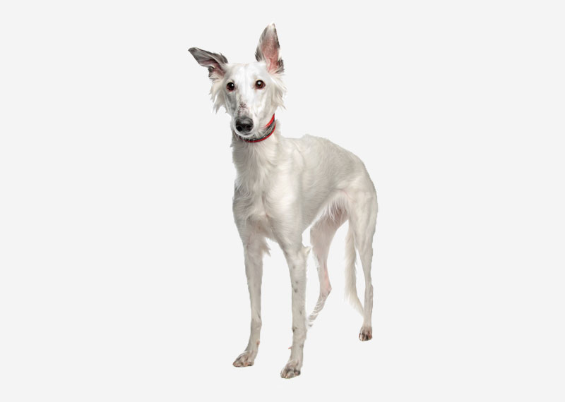 Silken Windhound