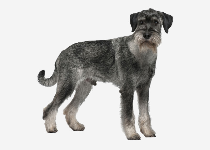 Standard Schnauzer