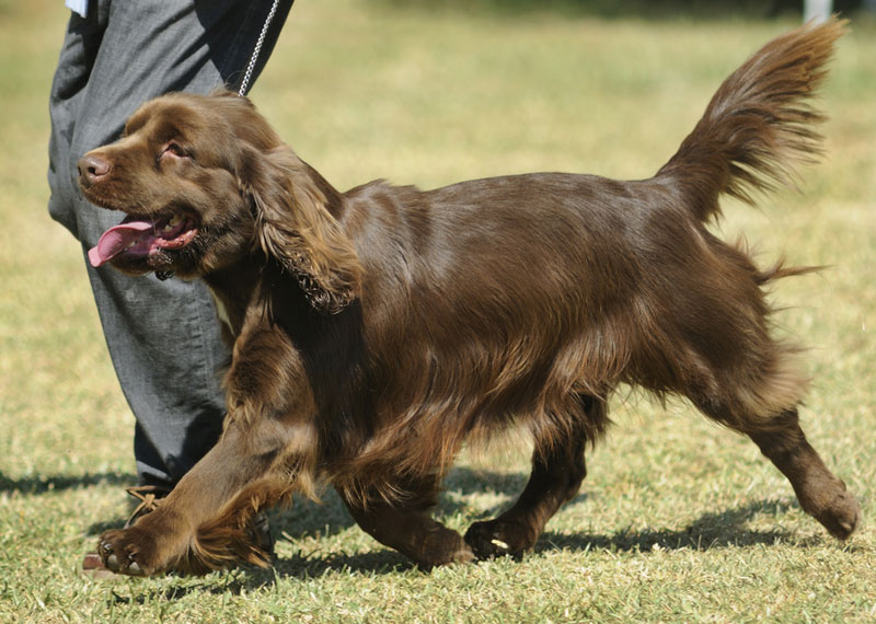 Sussex Spaniel