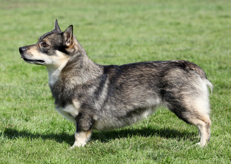 Swedish Vallhund