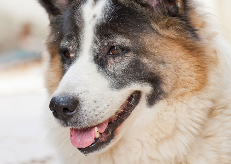 Thai Bangkaew Dog