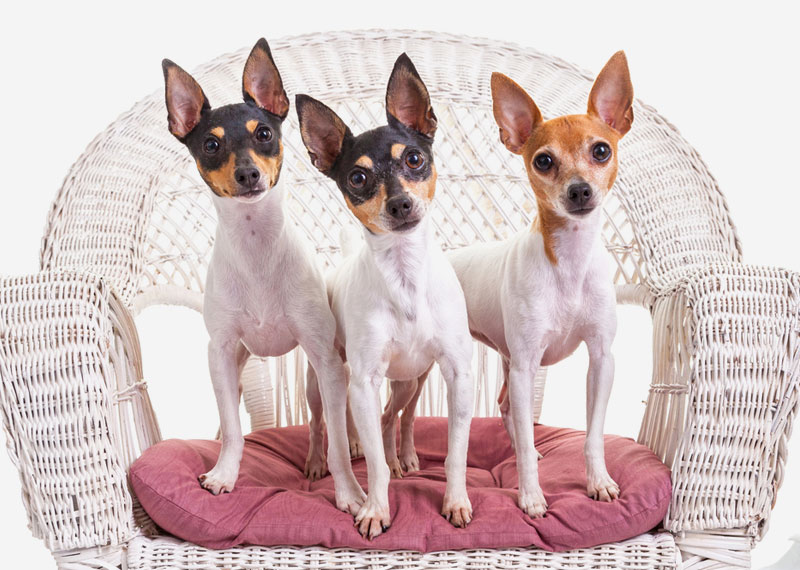 Toy Fox Terrier