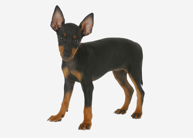 Toy Manchester Terrier