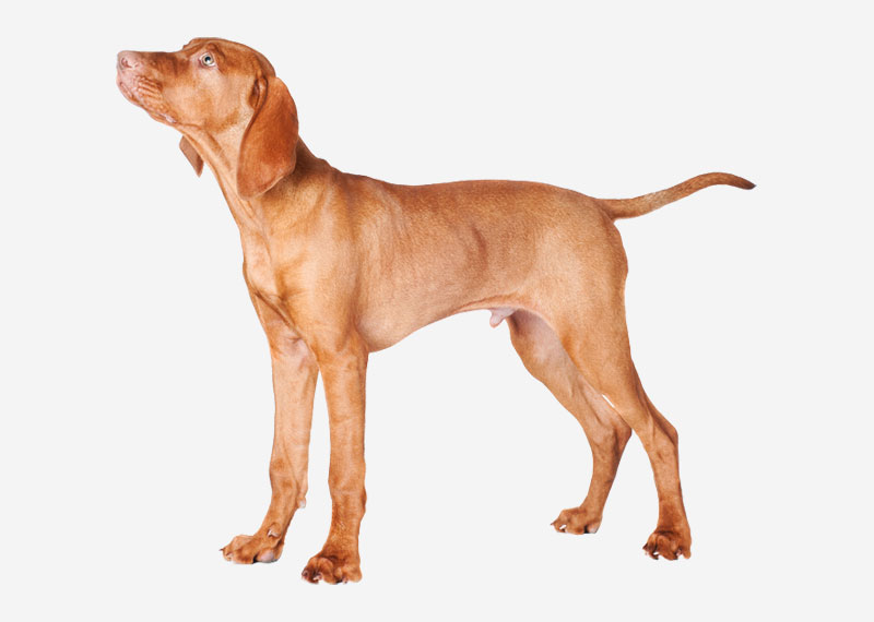 Wirehaired Vizsla