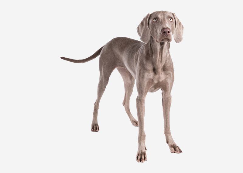 Weimaraner