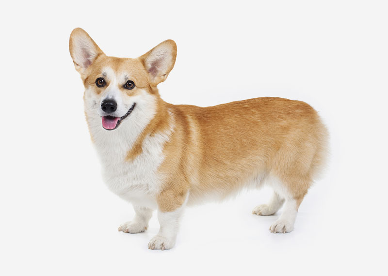 Pembroke Welsh Corgi