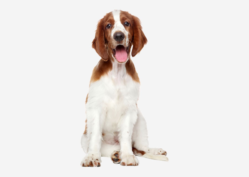 Welsh Springer Spaniel