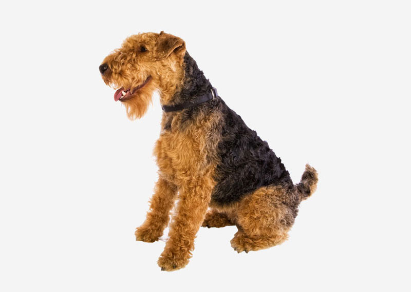 Welsh Terrier